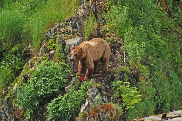 グリズリーはアラスカのコディアック島のフレイザー川の近くに食べ物を守る — ストック写真