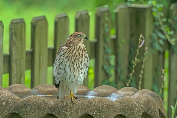 Elk Grove Village, Illinois 'de arka bahçe kuş banyosu yapan Cooper' lar.