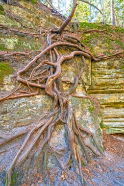 Illinois Matthiessen Eyalet Parkı 'ndaki Kanyon Duvarında Ağaç Kökleri Ağları