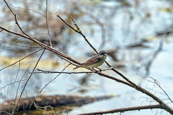 Ανατολικό Kingbird Στην Όχθη Της Λίμνης Crooked Lake Στην Άγρια — Φωτογραφία Αρχείου