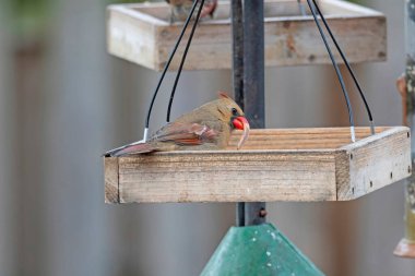 Elk Grove Village 'da arka bahçede gagası büyüyen alışılmadık bir kadın kardinal.