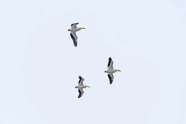 Trio Bílých Pelikánů Létajících Nad Hlavou Podél Řeky Mississippi Illinois — Stock fotografie