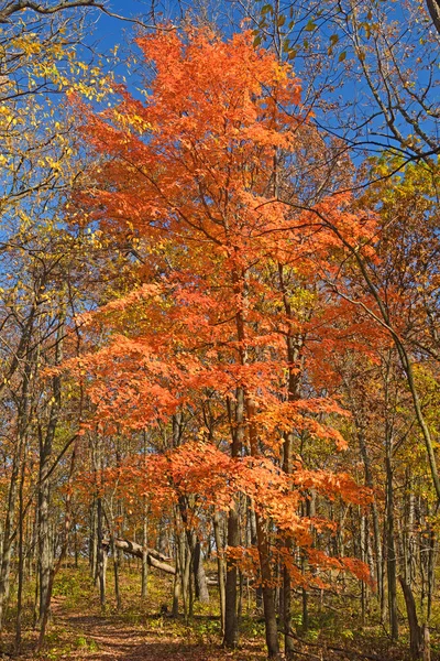 Éruption Feuilles Orange Dans Forêt Dans Great River Bluffs State — Photo