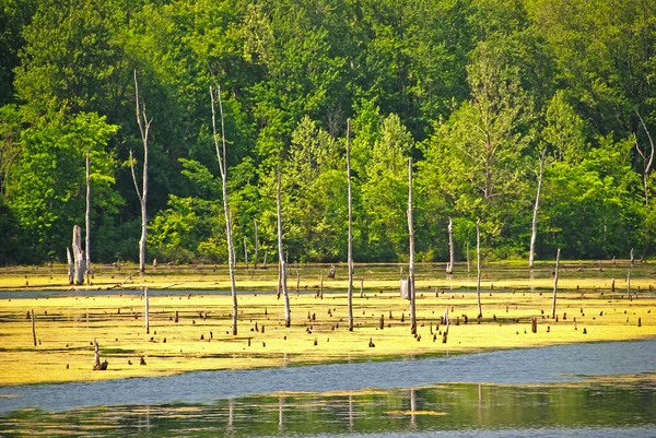 Fine Primavera Una Palude Rurale Vicino Terre Haute Indiana — Foto Stock