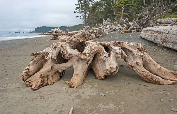 Verwitterte Baumstämme Einer Meeresküste Rialto Strand Olympic National Park Washington — Stockfoto