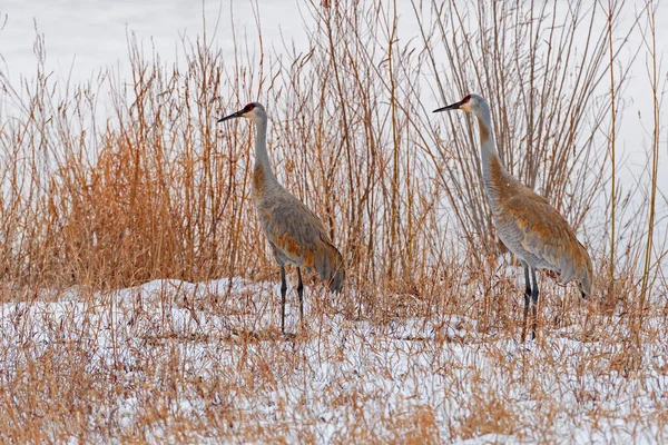 Dvojice Písečných Jeřábů Sněhu Trávě Mississippi Flyway Poblíž Savannah Illinois — Stock fotografie