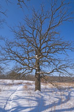 Illinois 'deki Yengeç Ağacı Doğa Merkezi' nde Kışın Gnarled Meşe Ağacı