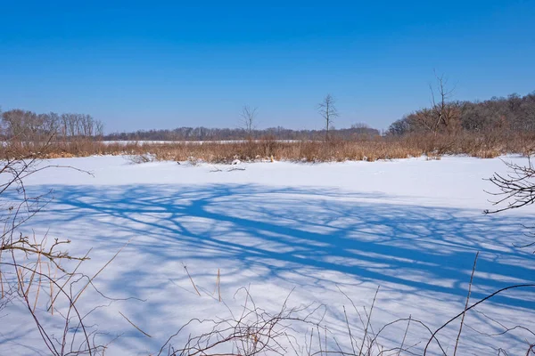 イリノイ州の自然保護区の凍った湿地に咲く木の影 — ストック写真