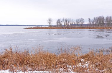 Fulton, Illinois yakınlarındaki Mississippi Nehri 'nde donmuş bir körfezde oturan kuşlar.