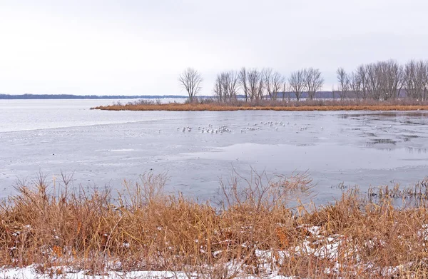 Birds Sitting Frozen Inlet Mississippi River Late Winter Fulton Illinois — Foto Stock