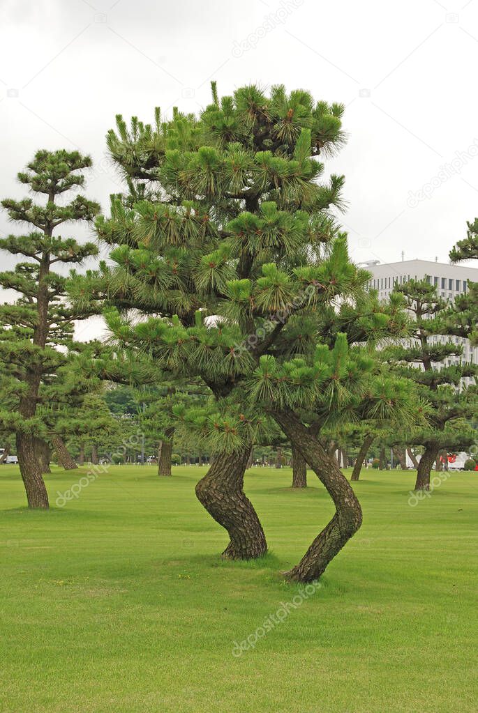 Uniquely Shaped Tree on the Royal Imperial Palace Complex in Tokyo, Japan