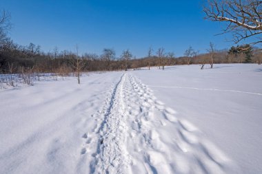 Illinois 'deki Crabtree Doğa Merkezi' nde Karda Yürüyüş Yolu