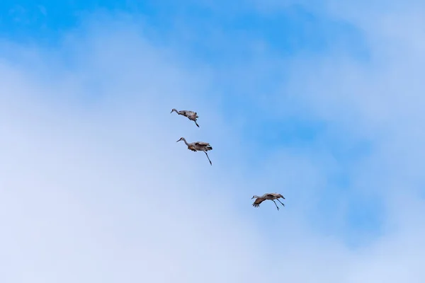Sandhill Cranes Jadą Lądowanie Pobliżu Kearney Nebraska — Zdjęcie stockowe