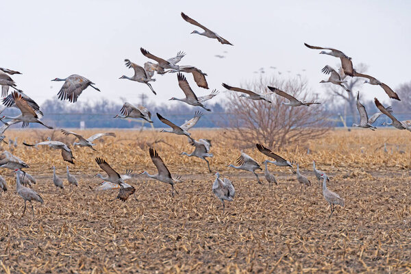 Sandhill Cranes Taking Off From a Farm Field Near Kearney, Nebraska