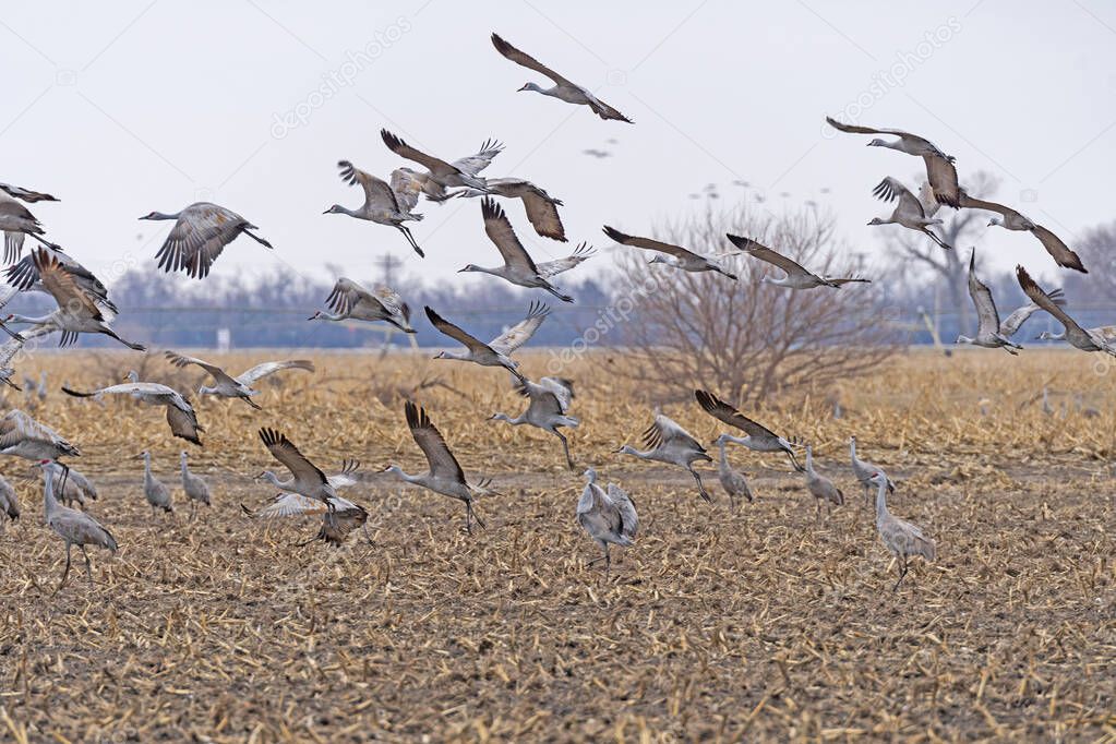 Sandhill Cranes Taking Off From a Farm Field Near Kearney, Nebraska