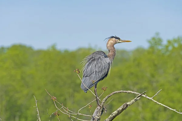 オハイオ州のCuyahoga Valley国立公園の木に腰掛けているグレートブルーヘロンを発見 — ストック写真