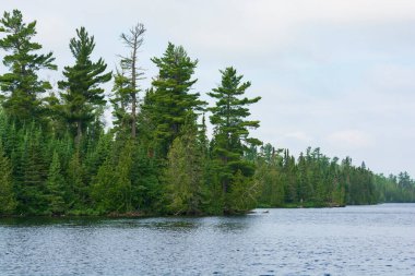 Lakeshore 'daki Çam Ormanı. Minnesota' daki Sınır Suları 'ndaki Horseshoe Gölü.