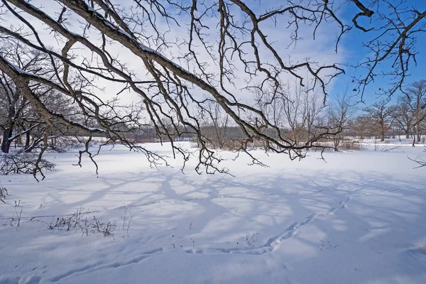 Creepy Branches Reaching Snow Crab Tree Nature Center Illinois — Stock Photo, Image
