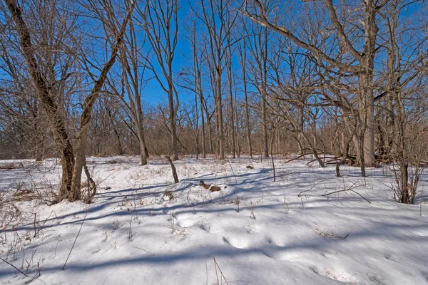 イリノイ州の春のクリーク保護区の冬の森の雪の地面 — ストック写真
