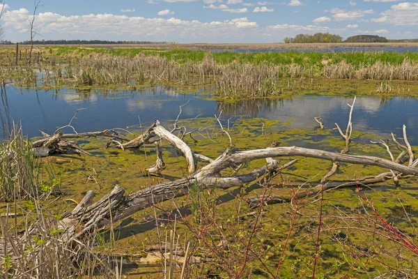 Vasta Palude Una Giornata Sole Horicon Marsh Wisconsin — Foto Stock