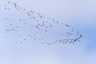 Platte Nehri ve Kearney, Nebraska yakınlarında Büyük Kum Tepesi Turnaları Göç Ediyor