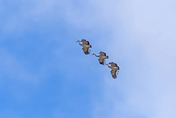 ネブラスカ州プラット川とカーニーの近くの着陸のために入ってくるサンドヒルクレーン — ストック写真