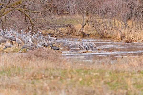 Group Sandhill Cranes Hidden Creek Platte River Kearney Nebraska — Stock Photo, Image
