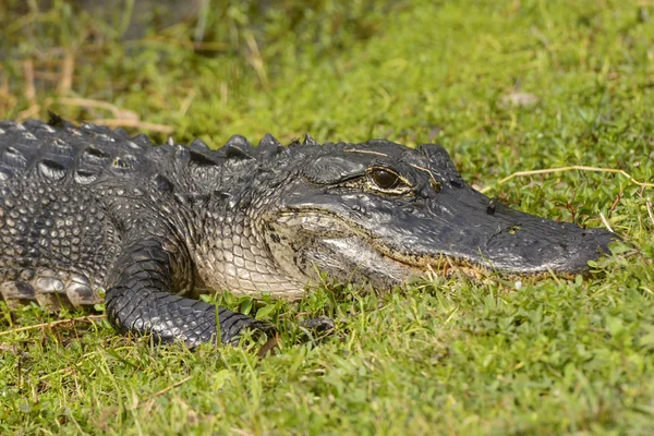 Amerikanischer Alligator im Feuchtgebiet — Stockfoto