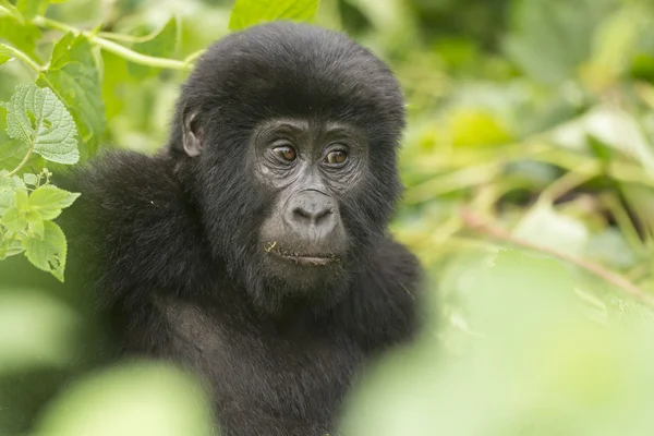 Young Mountain Gorilla in the Forest — Stock Photo, Image