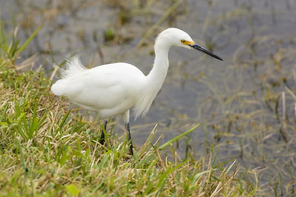 Snowy egret in een wetland — Stockfoto