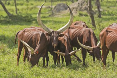 Ankole watusi sığır ovaları