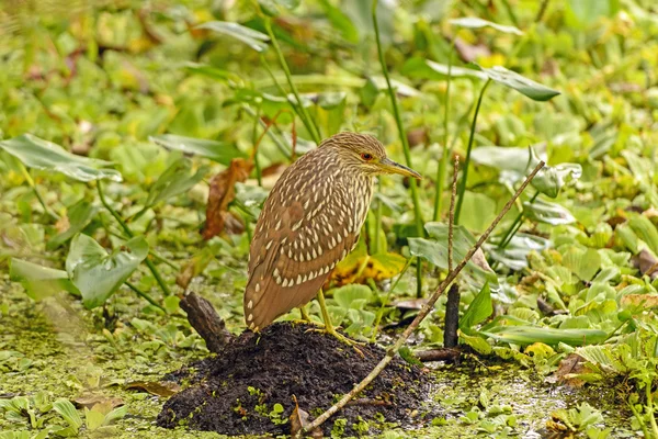 Immature Black-Crowned Night Heron in a swamp — Stock Photo, Image