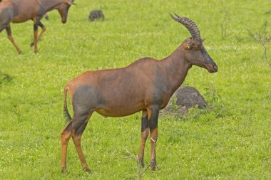 savannah üzerinde topi