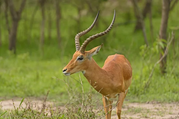 Vista della testa di un'Impala — Foto Stock