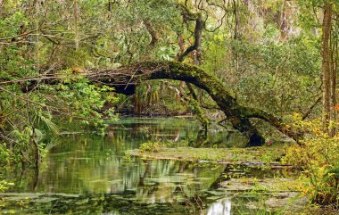 Durgun Slough derin Güney
