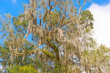 İspanyolca Moss Güney bir ağaçtır