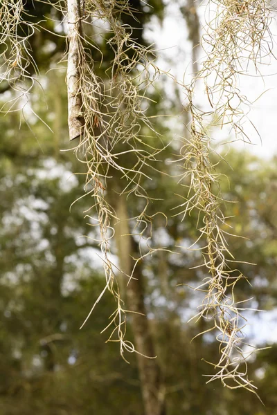 Close up of Spanish Moss — Stock Photo, Image