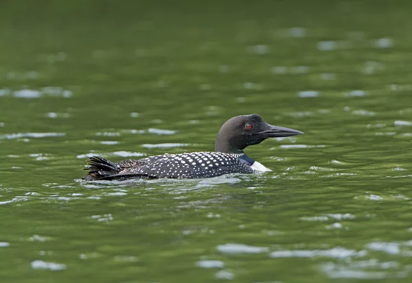 Common Loon on a North Woods Lake — Stock Photo, Image