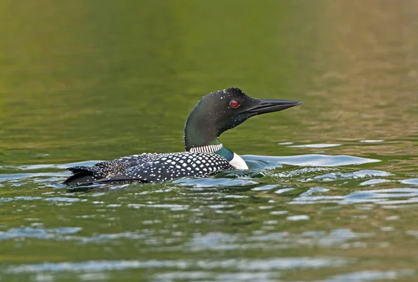 Common Loon in the North Woods — Stock Photo, Image