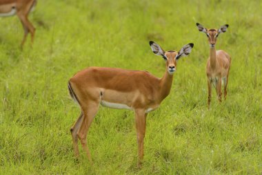 vahşi kadın Impala