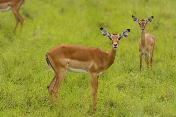 Női impala a vadonban — Stock Fotó