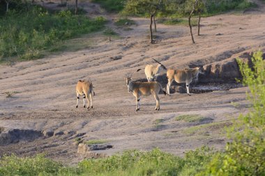 Common Eland at a Watering Hole  clipart