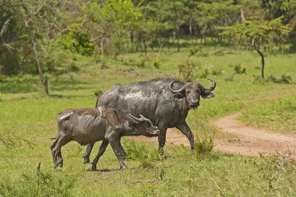 Mãe e bebê Cabo Buffalo depois de um banho de lama — Fotografia de Stock