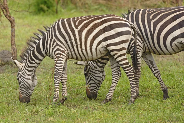 Mladá zebra s dospělým v lese — Stock fotografie