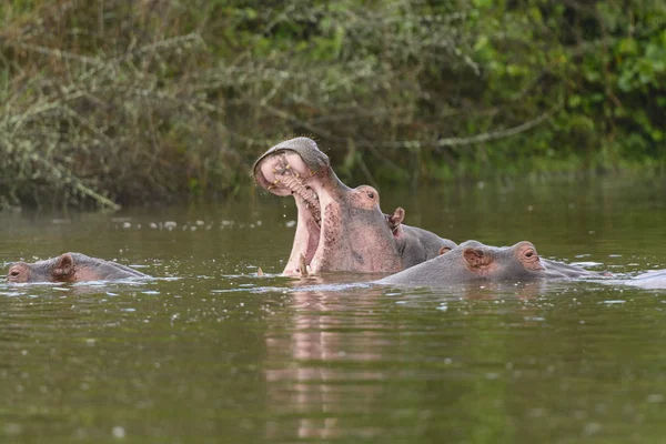 Hipopótamo bostezo en un lago africano —  Fotos de Stock