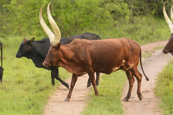 Ankole βοοειδή διασχίζοντας ένα αγροτικό δρόμο — Φωτογραφία Αρχείου
