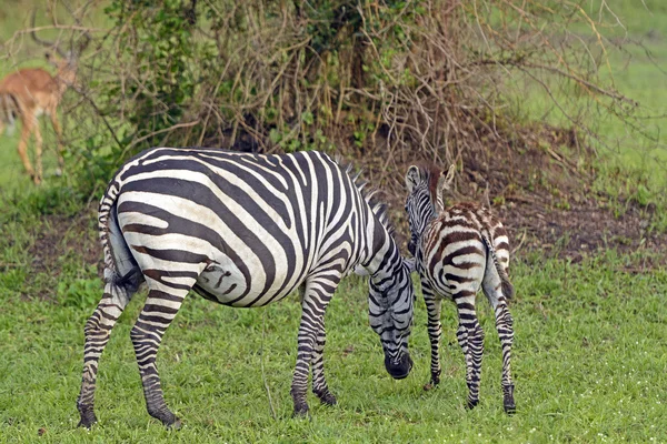 Anya és a baba zebra a vadonban — Stock Fotó