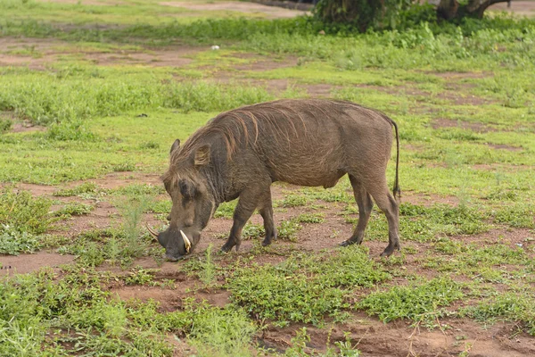 Warthog comune nella savana — Foto Stock