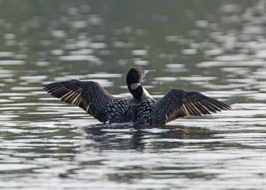 Erkek ortak Loon Northwoods gölde görüntüleme