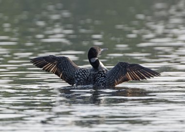 Male Common Loon Displaying on a Northwoods Lake clipart